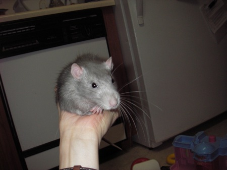Rat in hand